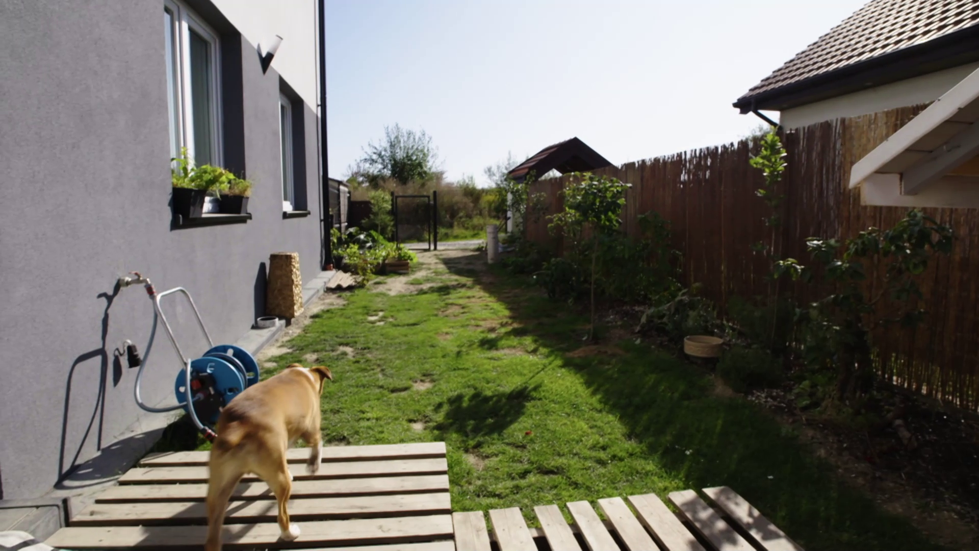 "Polowanie na ogród": to ogródek czy... wybieg dla psów?!